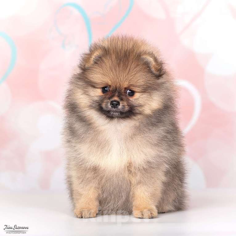 Собаки в Москве: Шпиц померанский с подарками Девочка, Бесплатно - фото 5