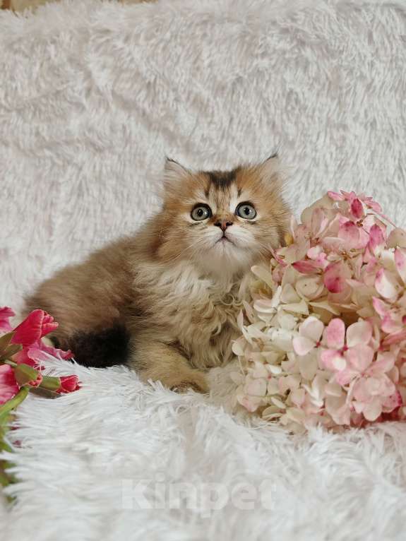 Кошки в Москве: Длинношертсная шотландская кошечка Девочка, 65 000 руб. - фото 4