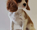 Собаки в других городах Московской области: Кавалер Кинг Чарльз спаниель, мальчик Мальчик, 60 000 руб. - фото 4