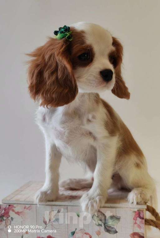 Собаки в других городах Московской области: Кавалер Кинг Чарльз спаниель, мальчик Мальчик, 60 000 руб. - фото 4