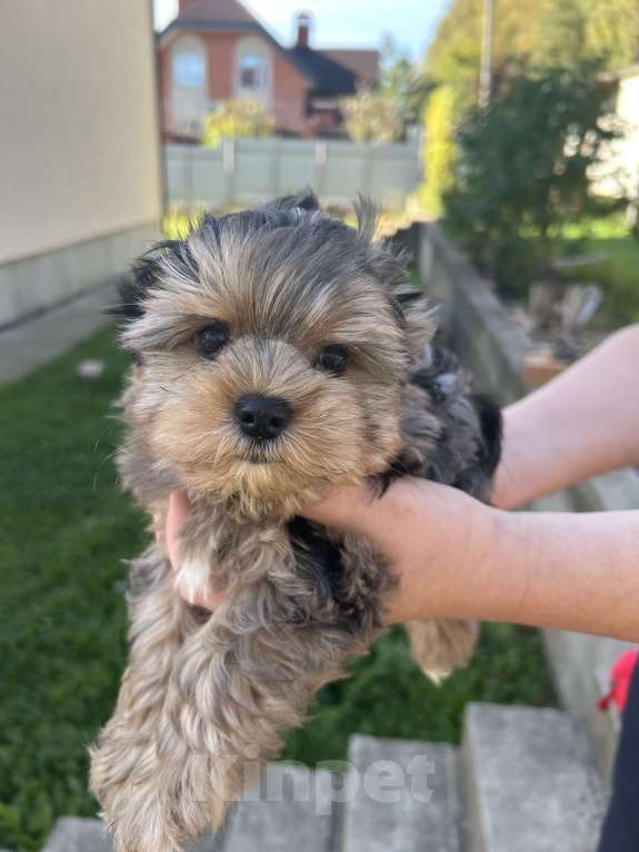 Собаки в других городах Московской области: Коричневый Мальчик, 35 000 руб. - фото 3