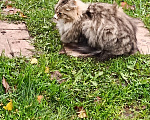 Кошки в Приозерске: Кошечка в добрые руки Девочка, Бесплатно - фото 2