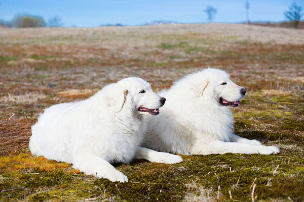 Маремма-абруццкие овчарки относятся к редким породам собак