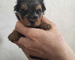 Собаки в Самаре: Девочка Йоркширского терьера мини Девочка, 51 000 руб. - фото 6