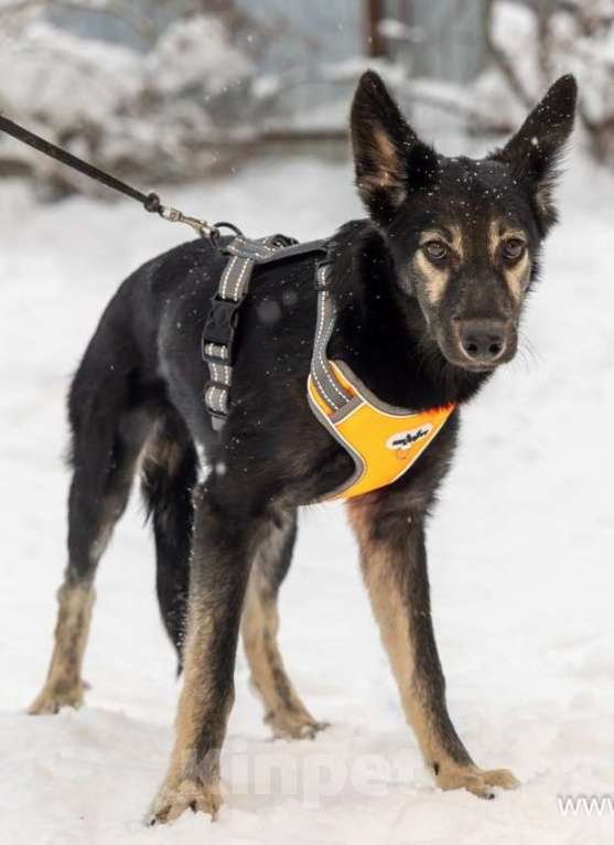 Собаки в Москве: Ищем дом для Гросса Мальчик, Бесплатно - фото 2