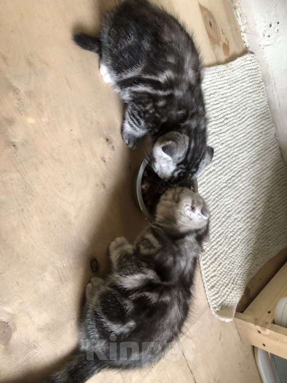 Кошки в других городах Свердловской области: Яша Мальчик, 3 500 руб. - фото 2