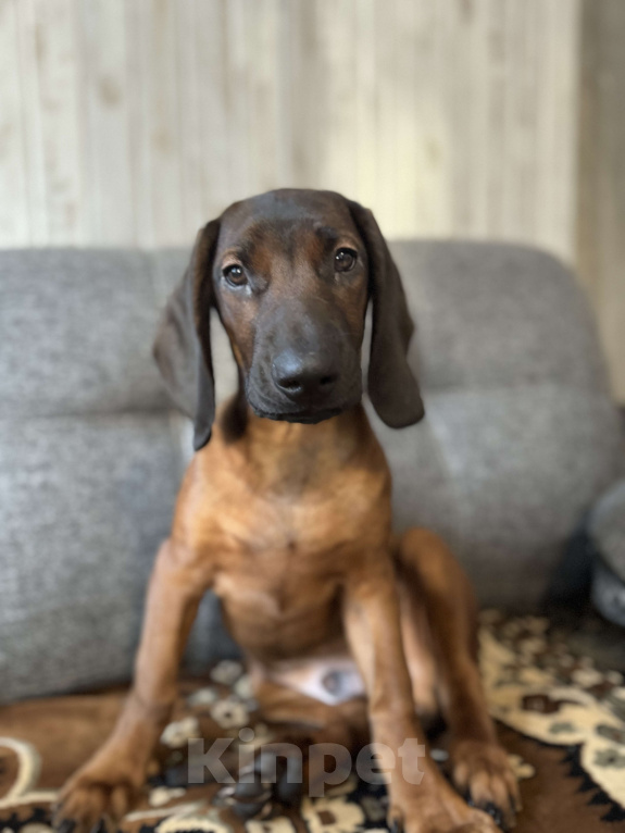Собаки в Санкт-Петербурге: Баварская горная гончая Мальчик, 70 000 руб. - фото 3