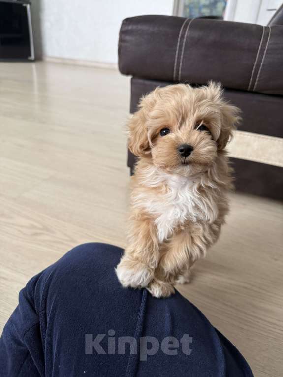 Собаки в Самаре: Мальтипу Боня и сестренки Девочка, 130 000 руб. - фото 2