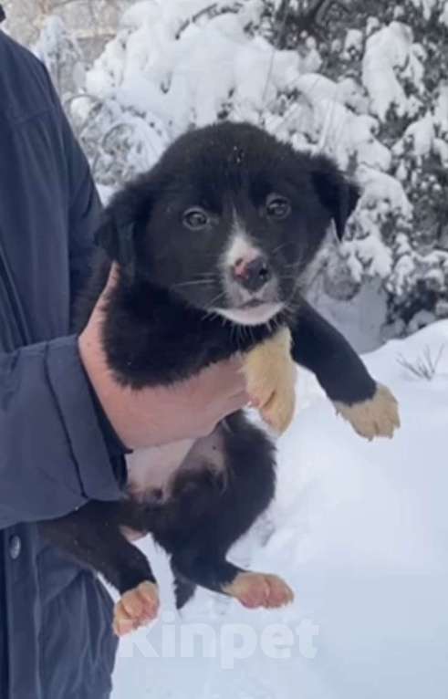 Собаки в Красногорске: Малышка Луна очень ждет свою семью  Девочка, Бесплатно - фото 3