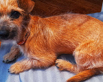 Собаки в Искитиме: Собачка компаньон Девочка, Бесплатно - фото 1