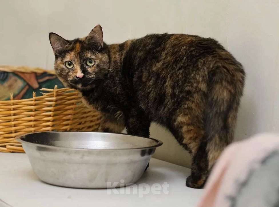 Кошки в Москве: Трехцветная кошка Габи в добрые руки Девочка, 1 руб. - фото 7