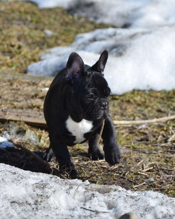 Собаки в Старом Купавне: Французский друг Мальчик, 50 000 руб. - фото 2