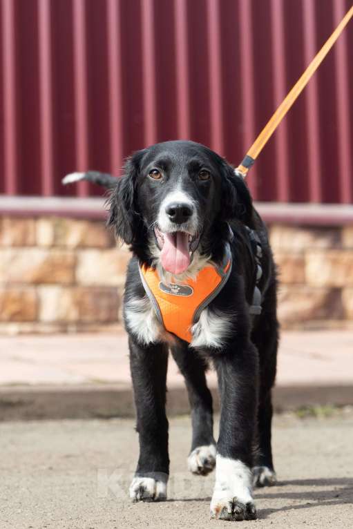 Собаки в Москве: Срочно ищем дом для Джима Мальчик, Бесплатно - фото 2