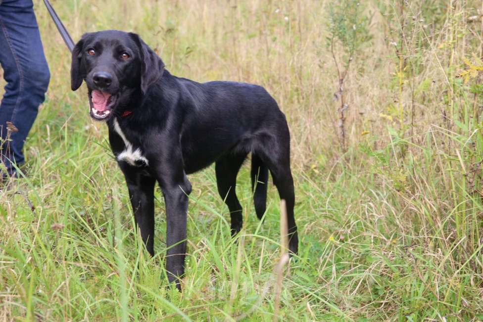 Собаки в Москве: Берта Девочка, Бесплатно - фото 12