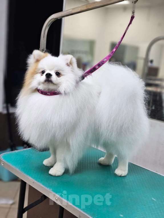 Собаки в Челябинске: Вязка Мальчик, 10 000 руб. - фото 3