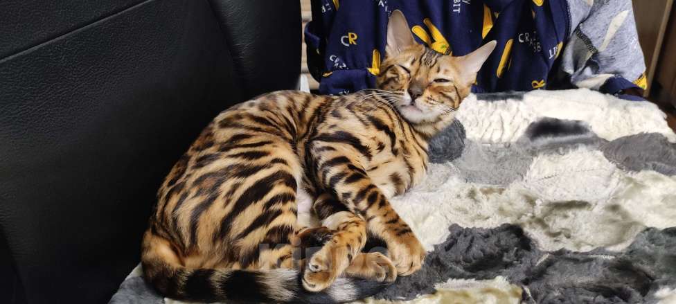 Кошки в Сарове: Бенгальская кошечка Девочка, 8 000 руб. - фото 3