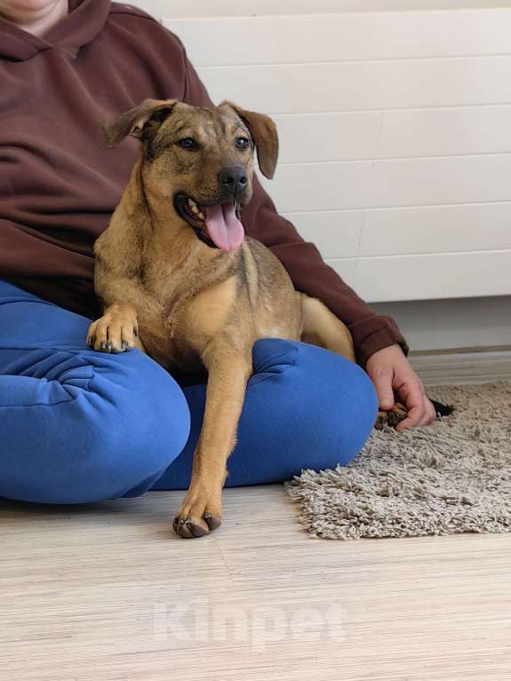 Собаки в Чехове: Алиса - идеальная собака для квартиры Девочка, Бесплатно - фото 4