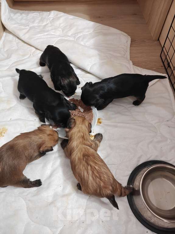 Собаки в Ростове-на-Дону: Морки 1 Мальчик, 30 000 руб. - фото 2