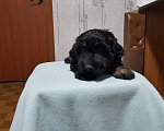 Собаки в Москве: Щенки коротколапики в добрые руки Мальчик, Бесплатно - фото 2