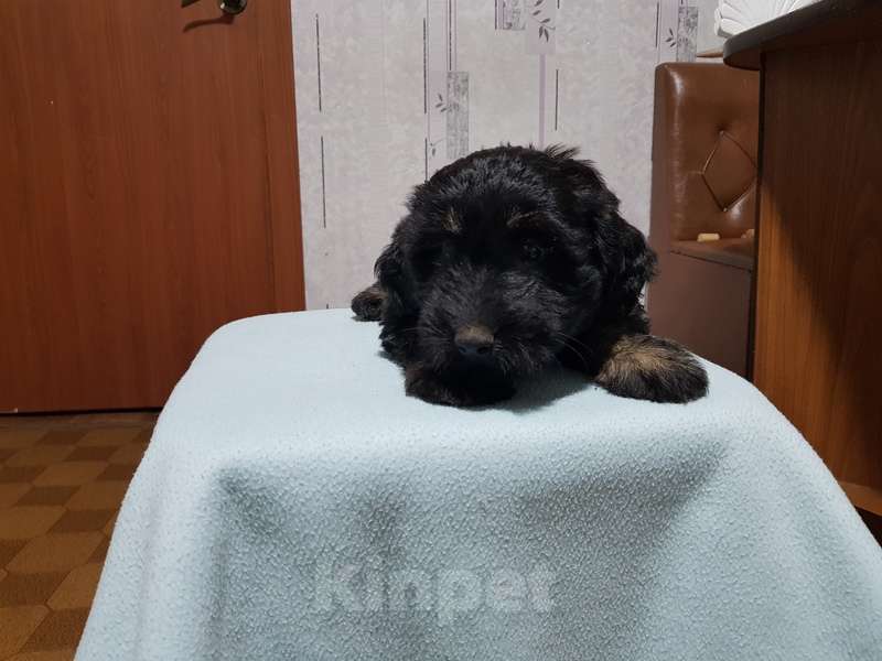 Собаки в Москве: Щенки коротколапики в добрые руки Мальчик, Бесплатно - фото 2