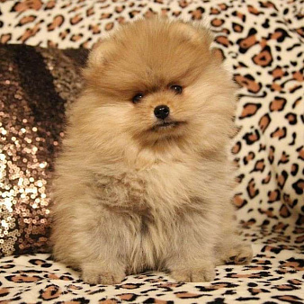 шпице мишки