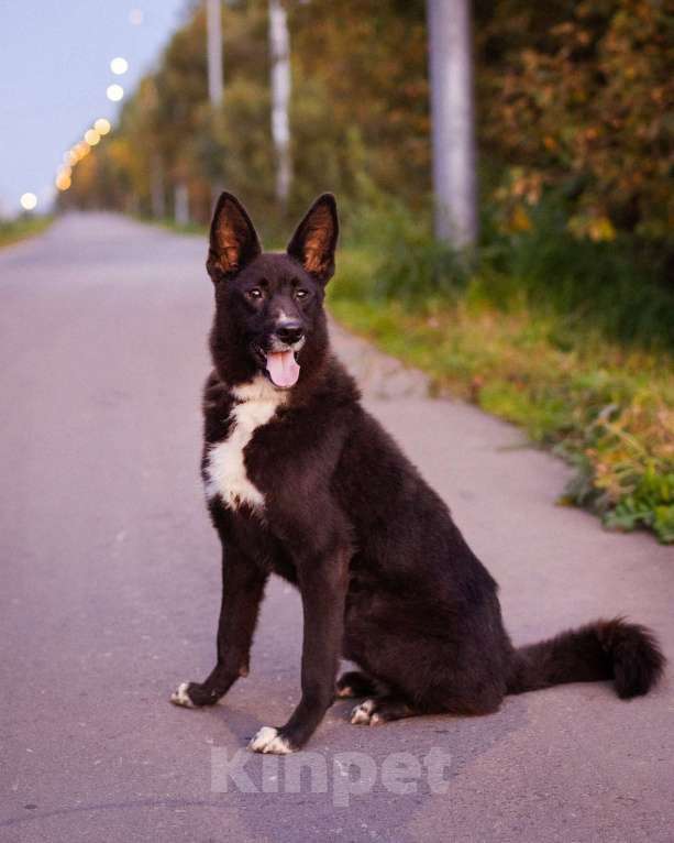 Собаки в Москве: Пуфик в поисках дома! Мальчик, Бесплатно - фото 2