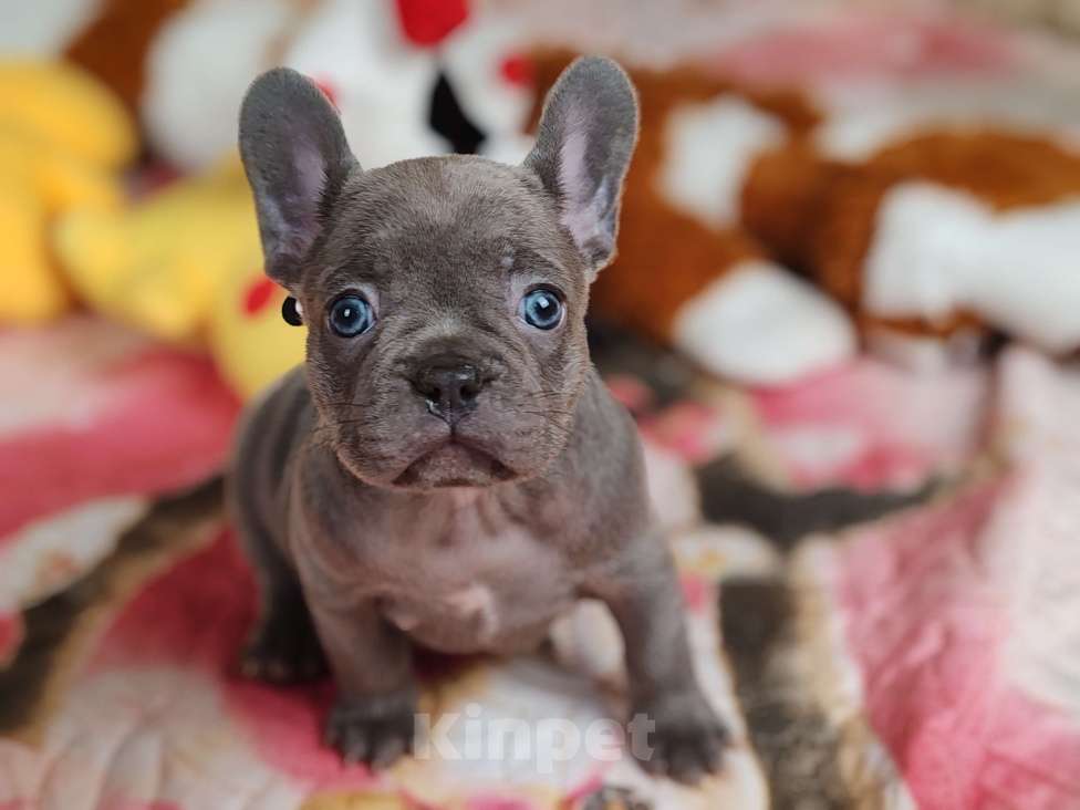 Собаки в Санкт-Петербурге: Шикарная лиловая девочка  Девочка, 80 000 руб. - фото 4