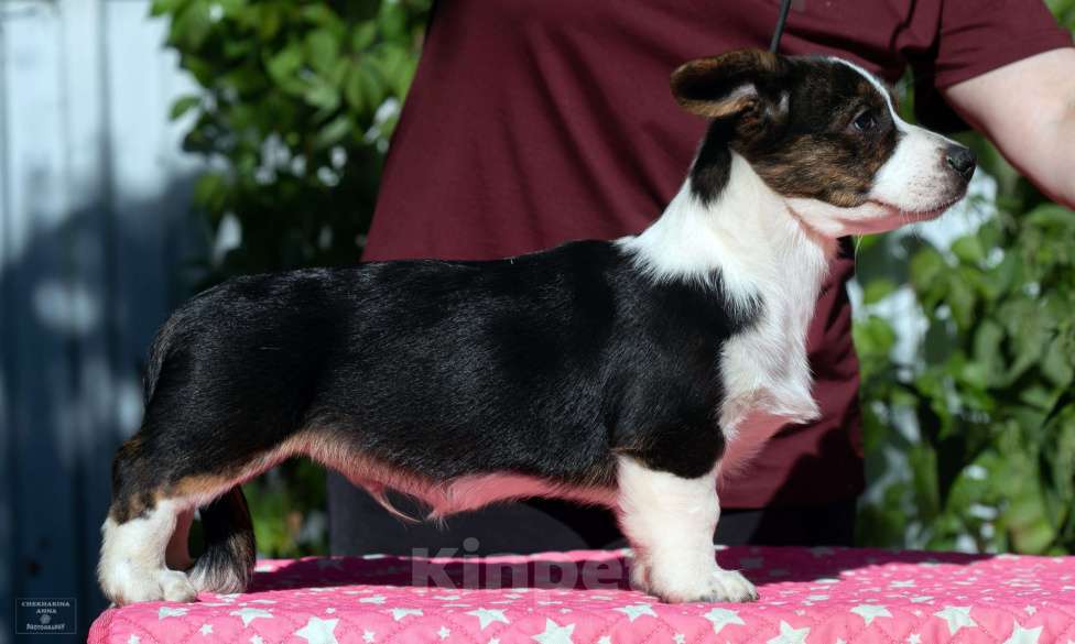 Собаки в Москве: Вельш корги кардиган щенок Мальчик, 80 000 руб. - фото 3