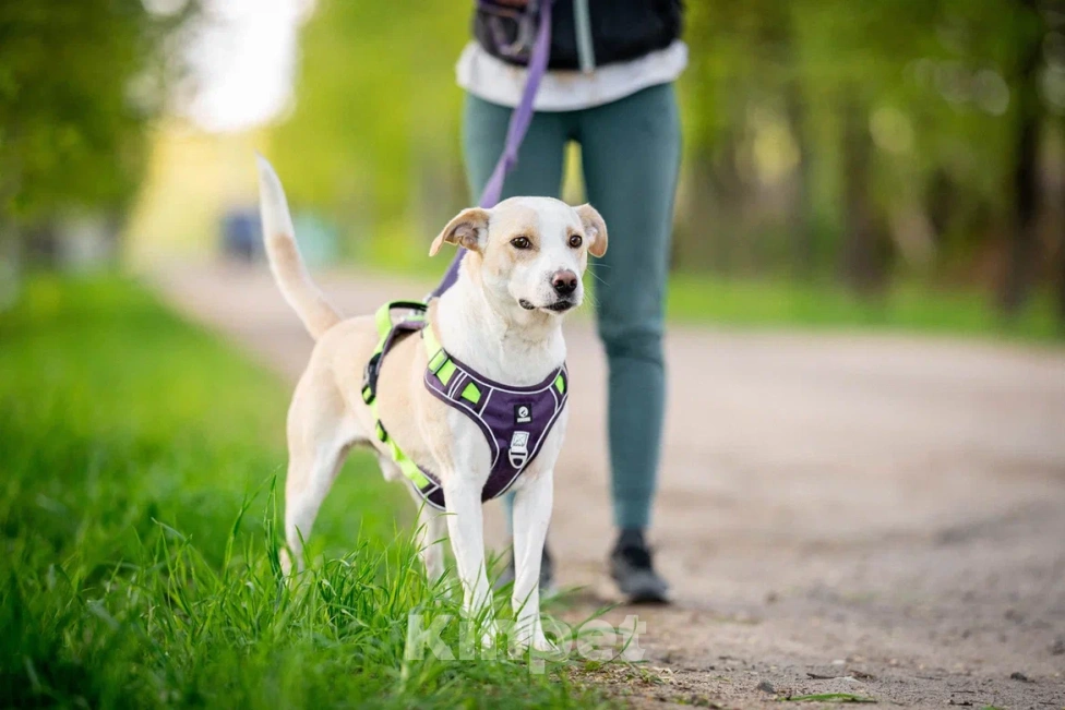 Собаки в Москве: Собака в дар Мальчик, Бесплатно - фото 3