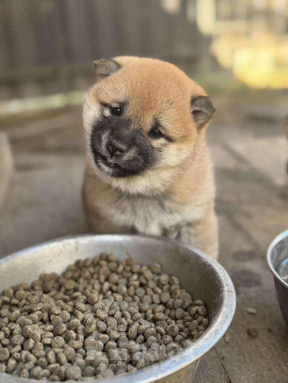 Собаки в Балашихе: Девочка сиба Девочка, 50 000 руб. - фото 2
