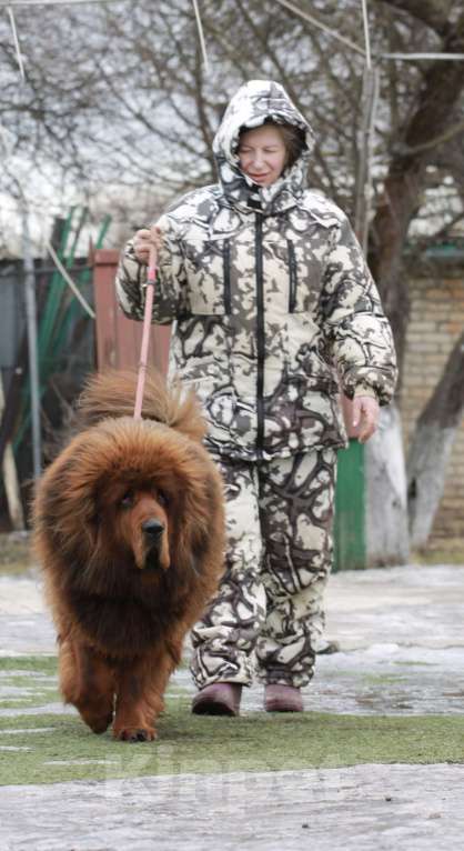 Собаки в Москве: Щенок Тибетского мастифа  Мальчик, 120 000 руб. - фото 4