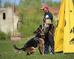 Собаки в Энгельс-19: Кобель на вязку Мальчик, 25 000 руб. - фото 5