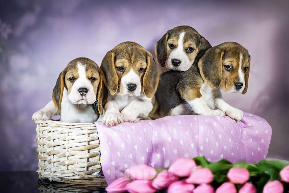 Собаки в Санкт-Петербурге: Биглюши ищут свои самые заботливые ручки!!! Разнополые, 60 000 руб. - фото 4