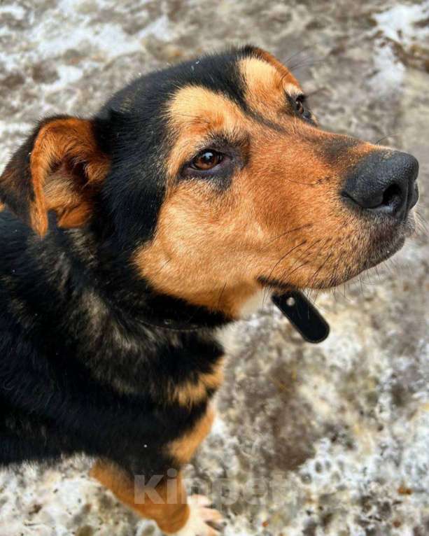 Собаки в Москве: Большая собака снаружи, маленький котеночек внутри Мальчик, Бесплатно - фото 2