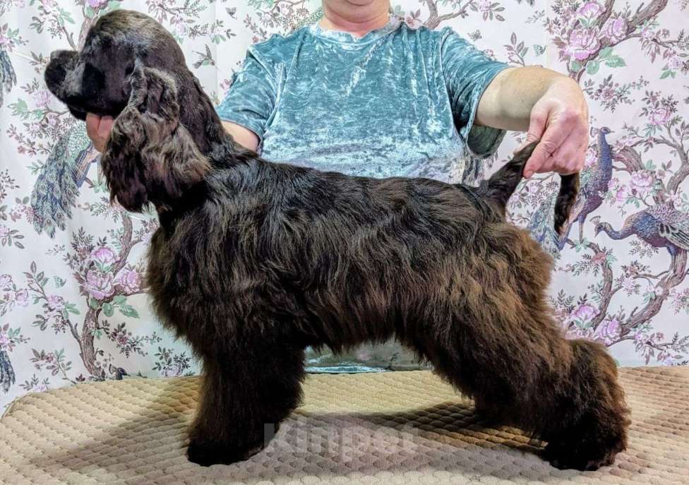 Собаки в Рыбинске: сука Девочка, 60 000 руб. - фото 1