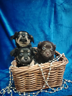 Русский той