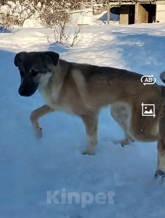 Собаки в Наро-Фоминске: Лорд якутенок в добрые руки Мальчик, Бесплатно - фото 3