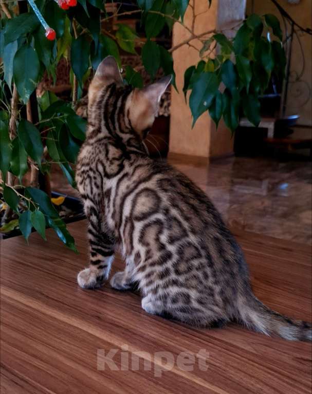 Кошки в Москве: Бенгальская девочка  Девочка, 55 000 руб. - фото 3