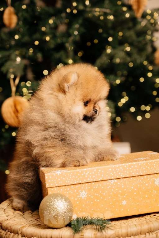 Собаки в Челябинске: Померанский шпиц  Мальчик, Бесплатно - фото 2