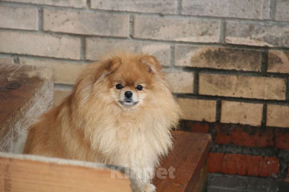 Собаки в Раменском: Девочка шпица Вета Девочка, 15 000 руб. - фото 3