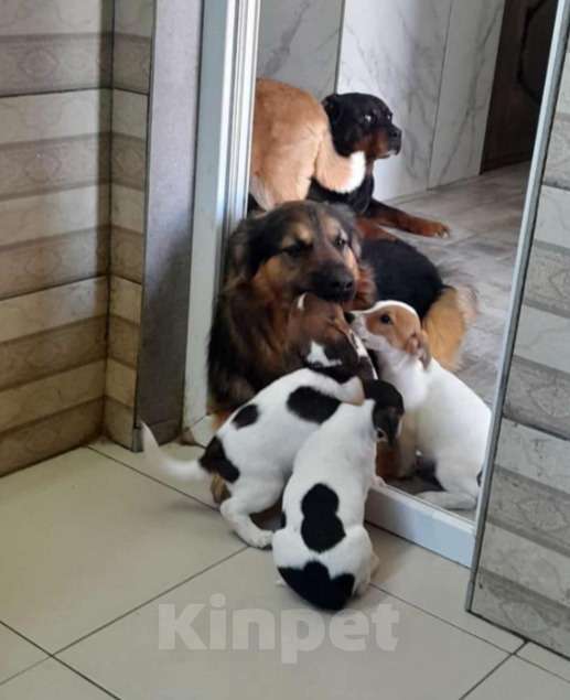 Собаки в Москве: Пушистый большой добряк Большой в добрые руки Мальчик, 1 руб. - фото 1