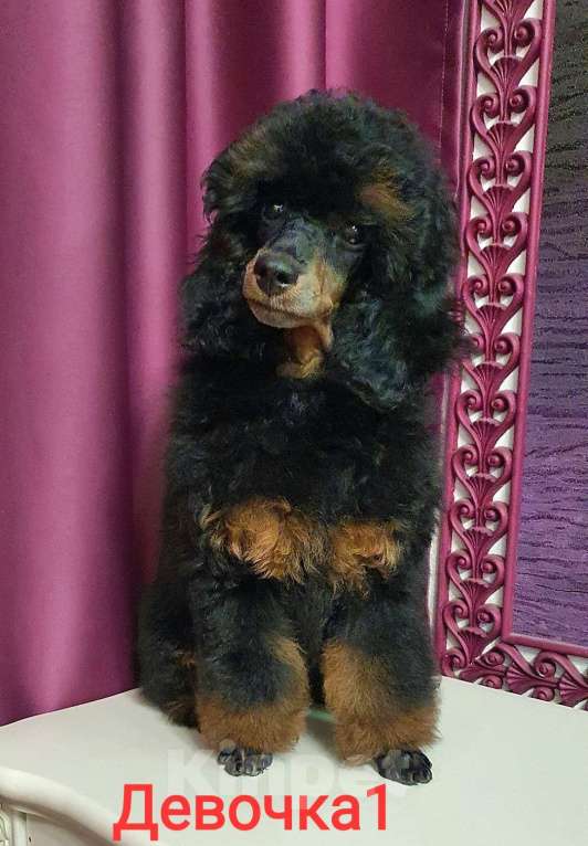 Собаки в Москве: Девчата-пуделята Девочка, 130 000 руб. - фото 2