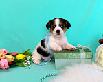 Собаки в Красноярске: Щенки Джек Рассел терьер мальчики и девочки Мальчик, 35 000 руб. - фото 5