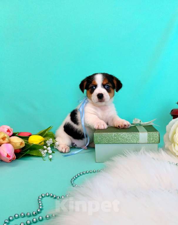 Собаки в Красноярске: Щенки Джек Рассел терьер мальчики и девочки Мальчик, 35 000 руб. - фото 5