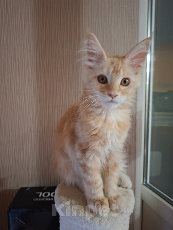 Кошки в Одинцово: Котёнок мейн-кун Девочка, 28 000 руб. - фото 2