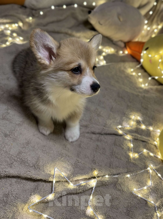 Собаки в Владивостоке: Щенок Вельш-корги Пемброк  Девочка, 75 000 руб. - фото 3
