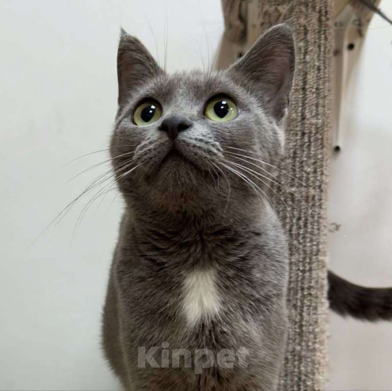 Кошки в Москве: Молоденькая голубая кошечка ищет семью! Девочка, Бесплатно - фото 3