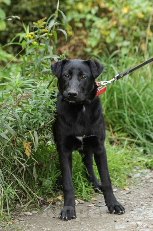 Собаки в Санкт-Петербурге: Отдам щенка бесплатно. Девочка, Бесплатно - фото 10