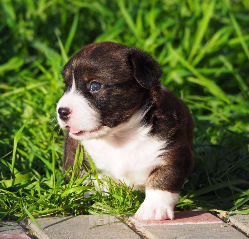 Собаки в Кстово: Принцесса Девочка, 50 000 руб. - фото 3