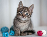 Кошки в Москве: Котята в добрые руки! Чудо детки-конфетки! Мальчик, 10 руб. - фото 2